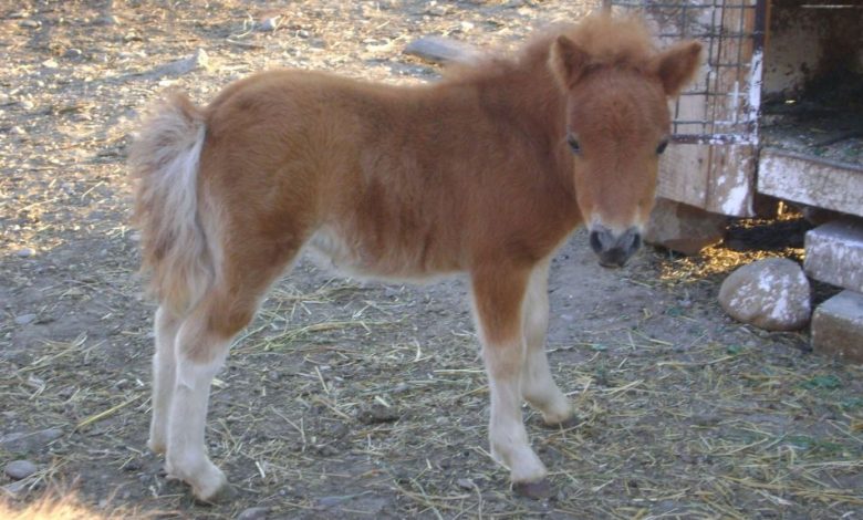 SCHIMBARE. Trei ture cu poneiul, 5 lei, la Zoo Braşov! 1 ponei.jpg