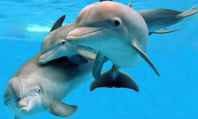 puidedelfin.jpg