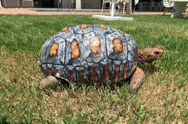 Prima broască ţestoasă cu carapace printată 3D! 1 tortoise-3d-printed-shell-freddy-4_212747.jpg