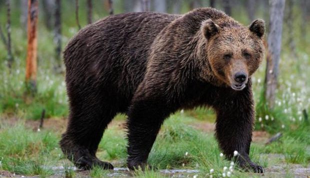BRAŞOV. Persoană atacată de urs, în cartierul Răcădău! 1 urs-32.jpg