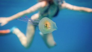 fishtrappedinsidejellyfish3.jpg