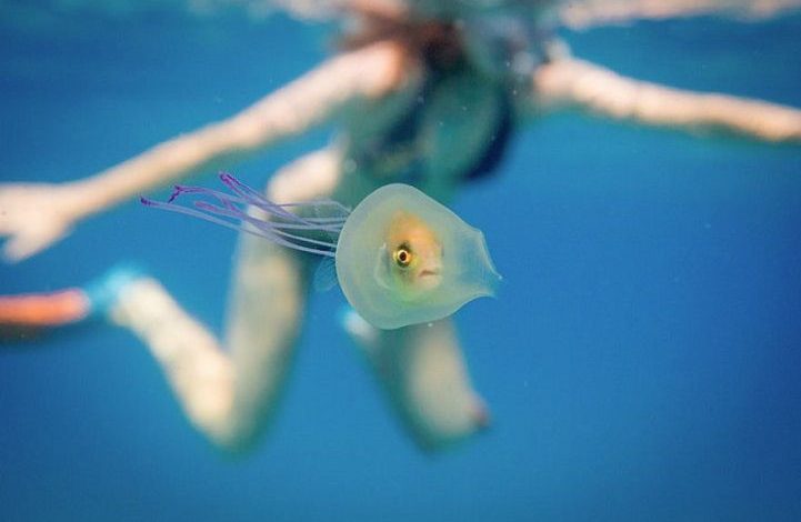 Spectaculos. Fotografie cu un pește captiv în interiorul unei meduze! 1 fishtrappedinsidejellyfish3.jpg