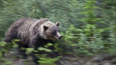 grizzly.jpg