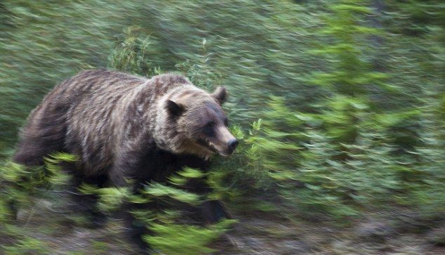 Un URS a OMORÂT un biciclist 1 grizzly.jpg