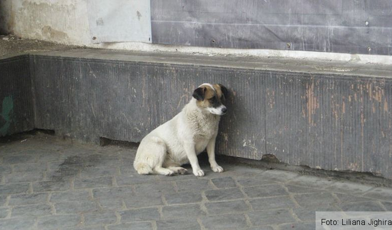 BRAŞOV. Campanie de sterilizare gratuită a câinilor şi pisicilor 1 img-9686.jpg