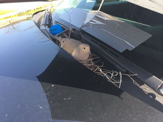 police-bird-umbrella-dove-nest-car-hood-parma-2_214848.jpg