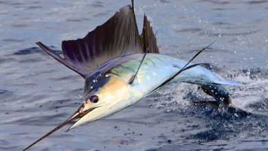 sailfish.jpg