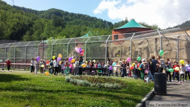 zoobrasov.jpg
