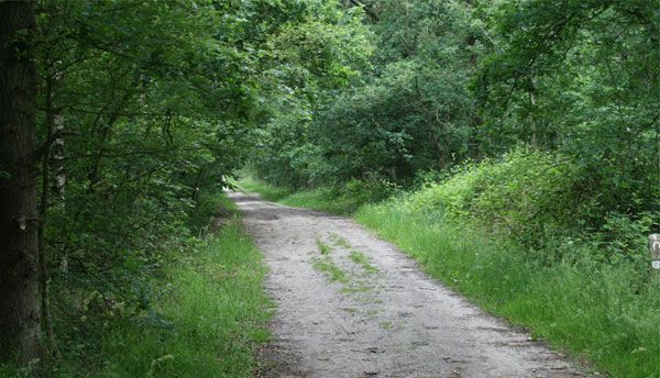 BRAȘOV. „Drumul Crucur” va fi dat în administrarea Regiei Kronstadt 1 drumforestier.jpg