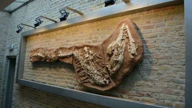 mosasaur-skeleton.jpg