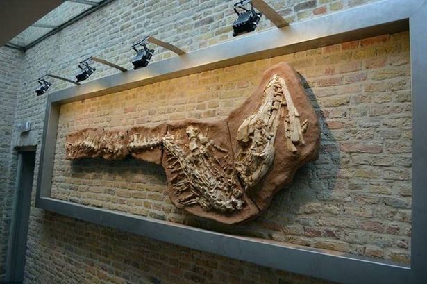 mosasaur-skeleton.jpg