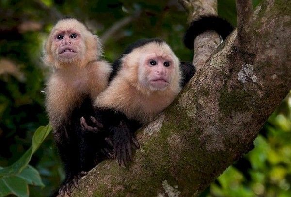 ÎN PLAN. Un grup de maimuțe capucin ar putea fi găzduit la ZOO Brașov 1 capucin.jpg