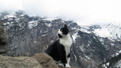 cat-guide-man-mountain-gimmelwald-switzerland-5_220349.jpg