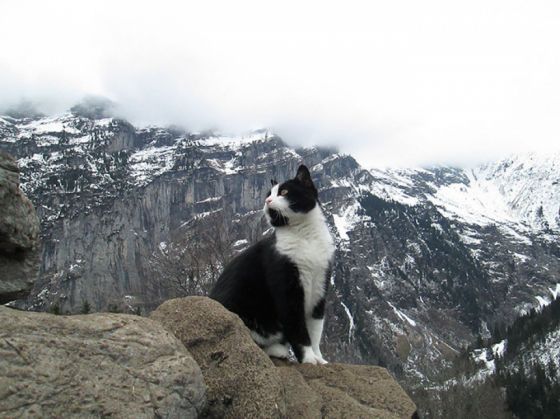 Un turist rătăcit spune că a fost salvat de o pisică 1 cat-guide-man-mountain-gimmelwald-switzerland-5_220349.jpg