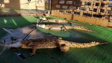 crocodil_4.jpg