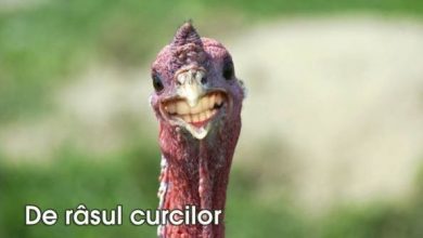 curca.jpg
