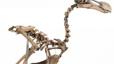 dodo1_219937.jpg