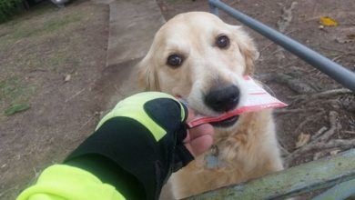dog-loves-mail-postman-pippa-martin-studer-1_219721.jpg