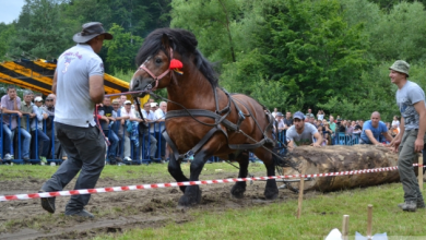 ecvestru rasnov 2015 (22)_188372.JPG