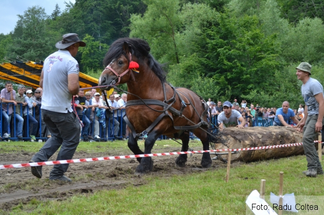 ecvestru rasnov 2015 (22)_188372.JPG