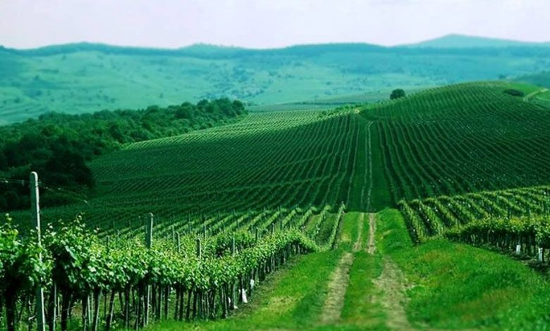 „Vin de casă din must de la Jidvei”, campanie dedicată gospodarilor 1 foto-jidvei.jpg