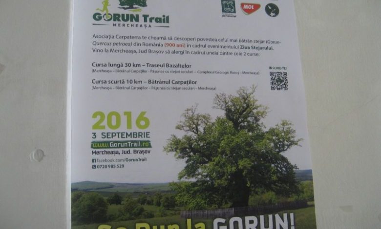 BRAȘOV. „Go run” pentru gorunul cel bătrân 1 gorun.jpg