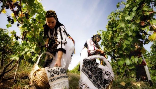 10 motive pentru a face vin de casă cu must de la Jidvei 1 jidvei-vin.jpg