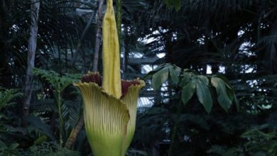 planta1_218273.jpeg