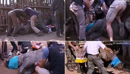 Pui de rinocer salvat prin masaj cardiac şi insuflare de aer în nări 1 rinocersalvat.jpg