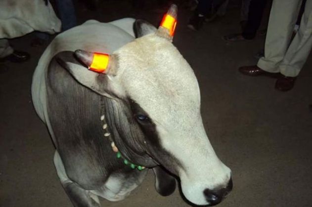 Vaci cu coarne reflectorizante. Vezi de ce! 1 vaciindia_219934.jpg