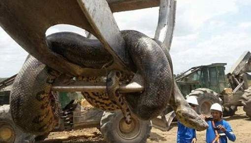Anaconda GIGANT descoperită în Brazilia!!! Cel mai mare șarpe din lume!!! 1 anaconda.jpg
