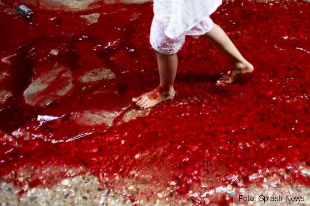 ȘOCANT. Râuri de sânge pe străzi! 1 animale2_221618.jpg