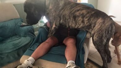 biggest-dog-crushes-owner-mastiff-australia-10_221342.jpg