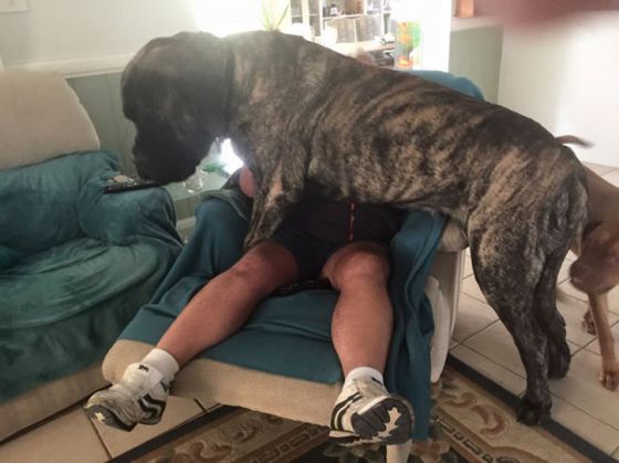 Un câine e mai greu decât stăpânul lui! 1 biggest-dog-crushes-owner-mastiff-australia-10_221342.jpg