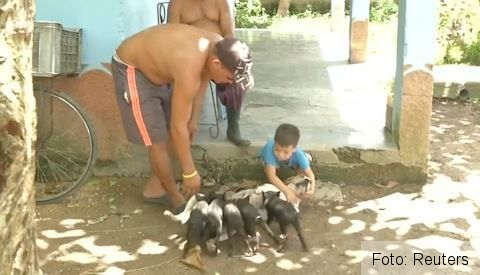 Un câine a adoptat purcei orfani 1 dog-and-piglets.jpg