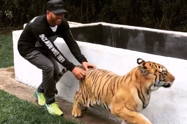 CURAJ. Lewis Hamilton a speriat un tigru!!! 1 hamilton_11.jpg