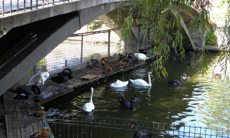 A intrat gol puşcă în lacul din parcul Herăstrău, pentru a lua... o lebădă 1 lebedeherastrau.jpg