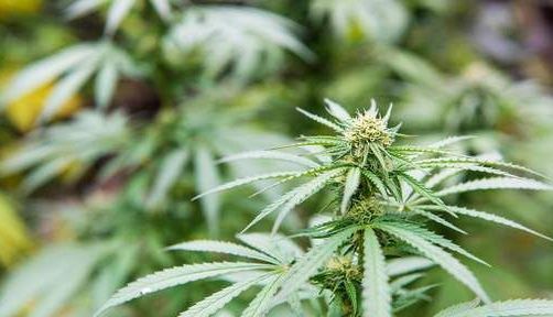 Plantație gigant de marijuana DESCOPERITĂ în Spania!!! 1 marijuana_3.jpg