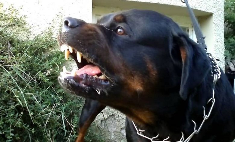 rottweiler_2.jpg