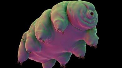 tardigrad.jpg