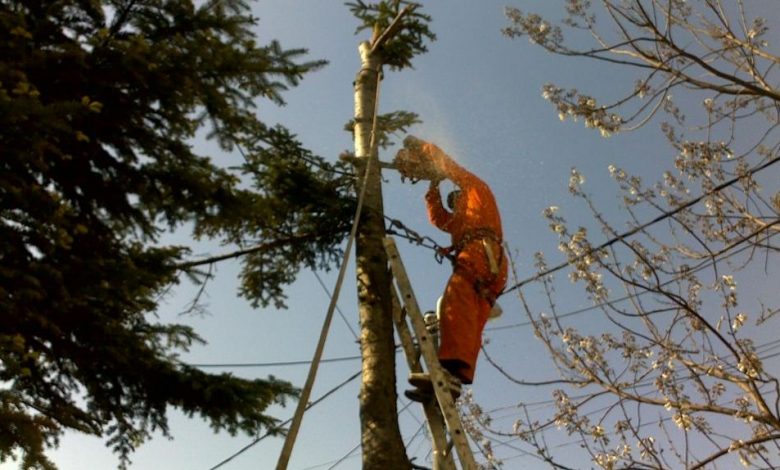 BRAȘOV. Nu se mai pot tăia arbori la solicitarea cetățenilor fără acordul Fundației ProPark 1 toaletare-copaci.jpg