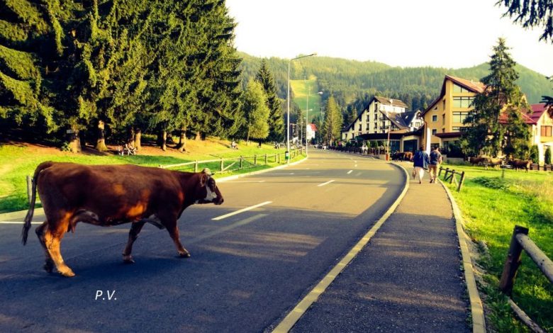 Poiana Brașov. Atenție șoferi, la vacile din trafic! 1 vaca_3.jpg