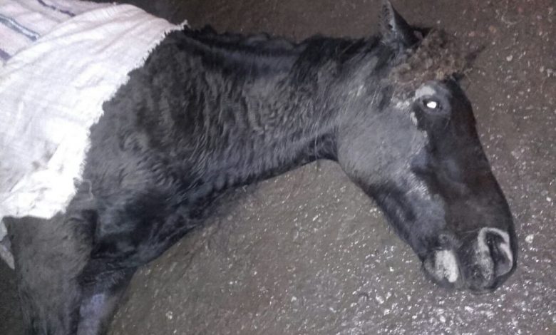 BRAŞOV. Un cal rănit într-un accident a fost abandonat la marginea drumului 1 cal-ranit.jpg