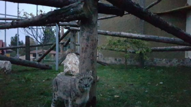 leopard brasov 3_223832.jpg