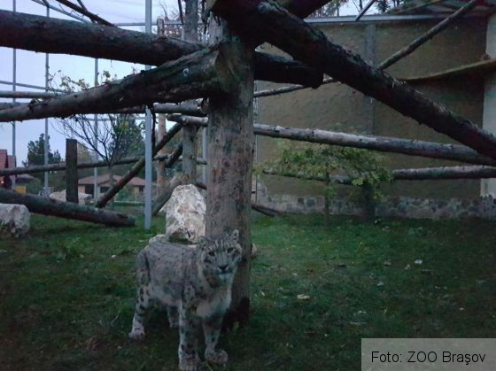 leopard brasov 3_223832.jpg