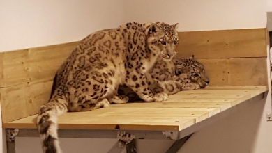 leoparzi.jpg