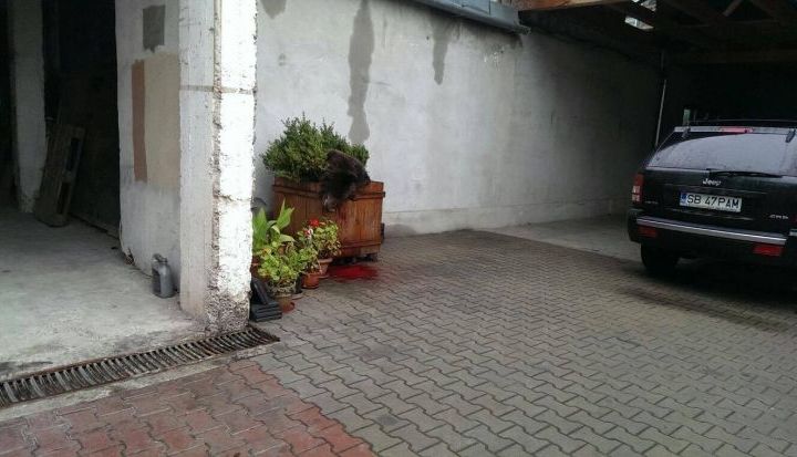 urs-sibiu.jpg