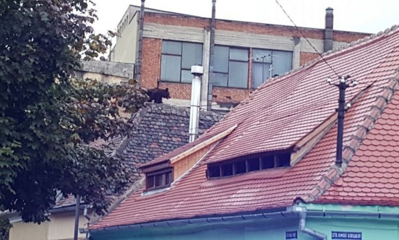 URS împuşcat în curtea unei fabrici după ce s-a plimbat pe străzile din Sibiu 1 urs_5.jpg