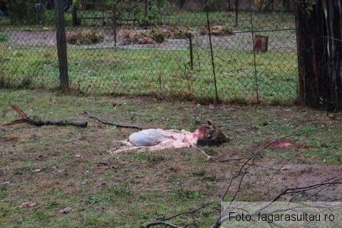 BRAŞOV. Gospodărie „călcată” de urs, în Hârseni 1 ursharseni.jpg