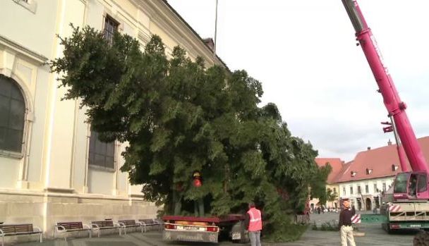 Anul acesta, Sibiul va avea brad de Crăciun de la BRAŞOV 1 bradsibiu2.jpg